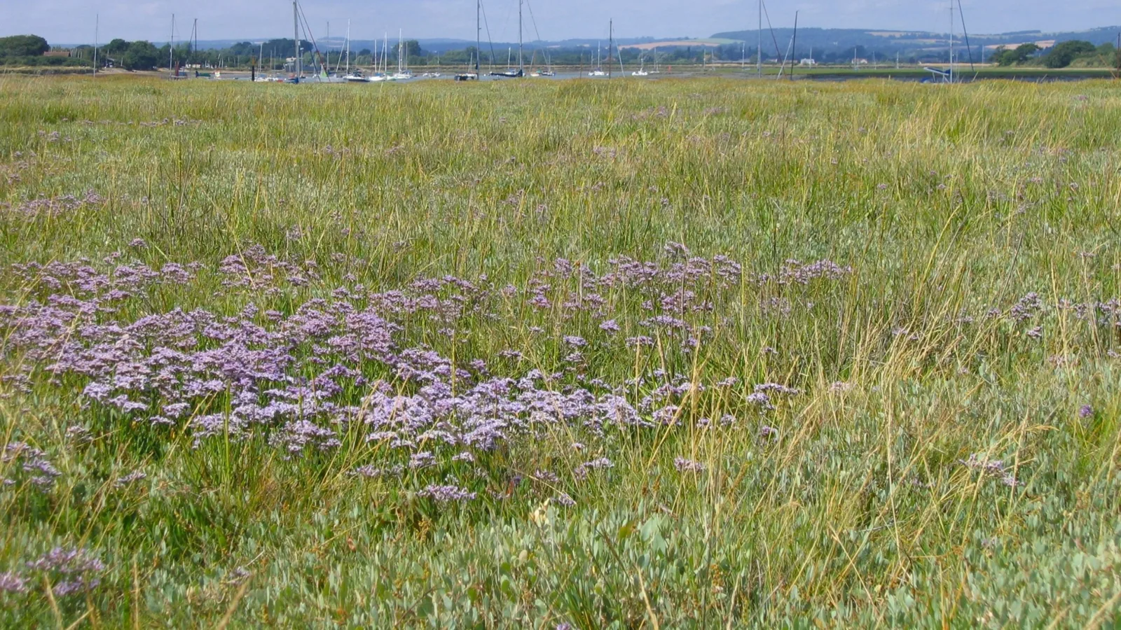 Saltmarsh with sea lavender in flower in Chichester Harbour, with moored boats behind.