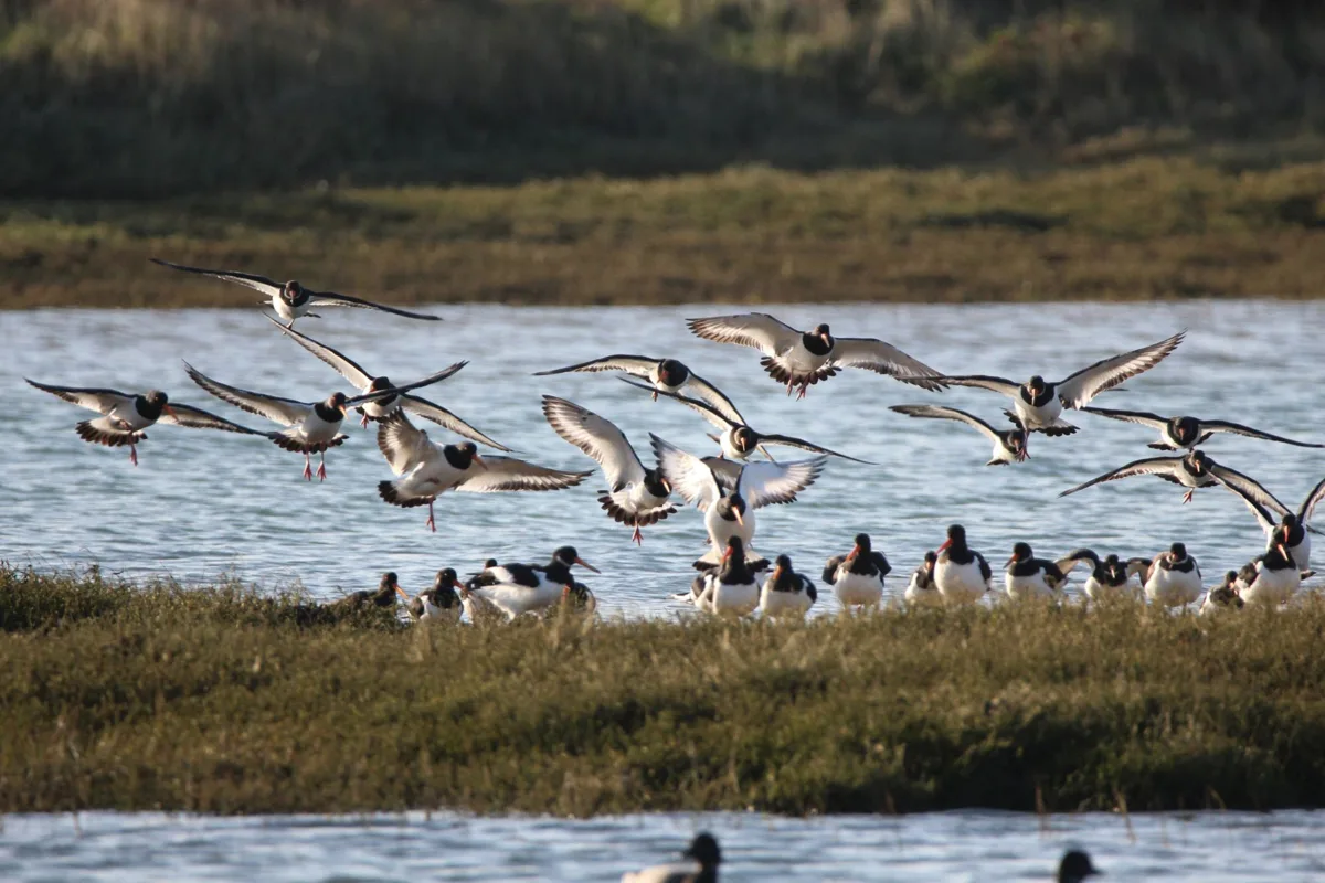 A flock of black and white oystercatchers taking off and landing on a strip of saltmarsh beside open water in Chichester Harbour.